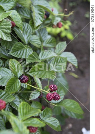 樹莓/成熟樹莓的垂直照片 67829045