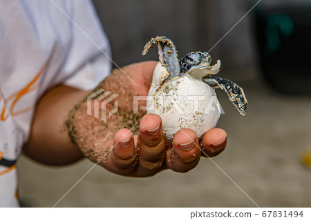 千島上的小gas原龜孵化 千島上的小gas原龜孵化 67831494