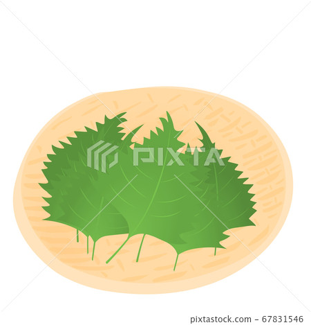 Shiso harvest (vector illustration of Yasai) 67831546