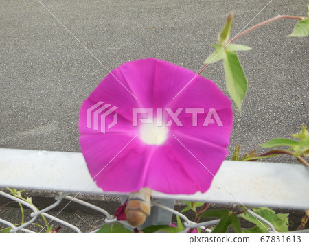 Morning glory 67831613