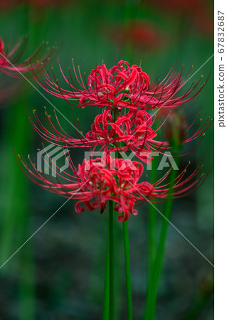 Bewitching red flowers 67832687