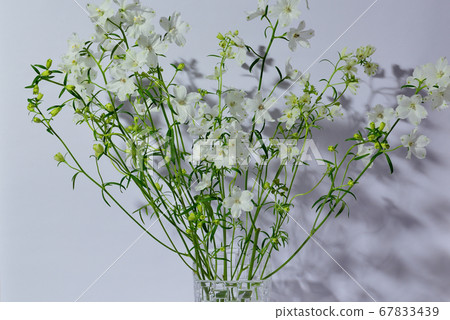 多彩的白色飛燕草花瓶 67833439