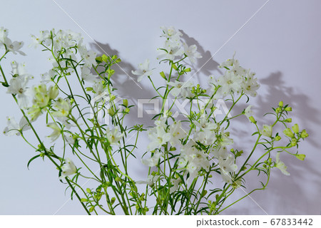Colorful white delphinium vase 67833442