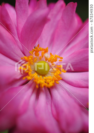 Kibune chrysanthemum close-up Kibune chrysanthemum close-up 67834930