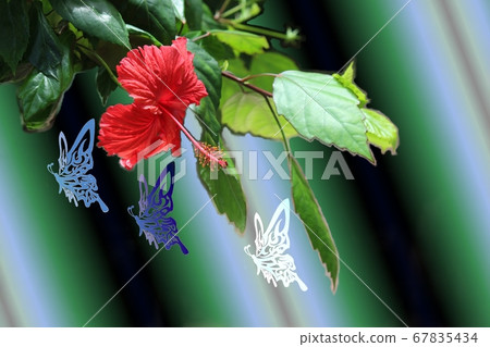 For a relaxing break! !! Healing hibiscus For a relaxing break! !! Healing hibiscus 67835434