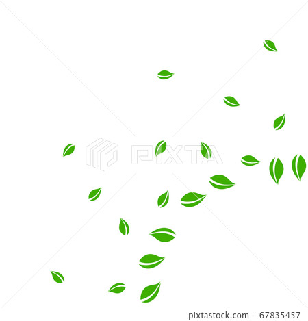 Falling green leaves. Fresh tea random leaves flyi 67835457