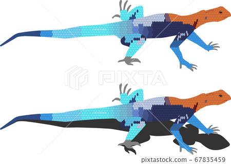 Rare creature rainbow agama Rare creature rainbow agama 67835459