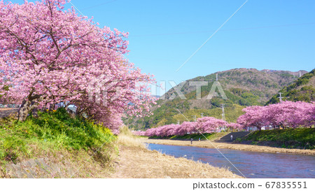 Kawazu Sakura(Kawatsu鎮) Kawazu Sakura(Kawatsu鎮) 67835551