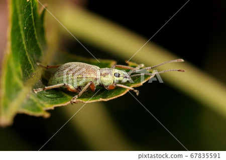 Living creature Insect large weevil, about 1 cm in size. Largest among the large weevil 67835591