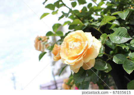 Rose yellow rose white 67835615