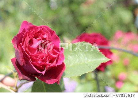 Rose red pink rose Rose red pink rose 67835617
