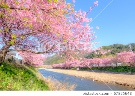 Kawazu Sakura (Kawazu Town) Soft Focus Kawazu Sakura (Kawazu Town) Soft Focus 67835648
