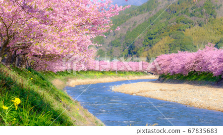 Kawazu Sakura (Kawazu Town) Soft Focus 67835683