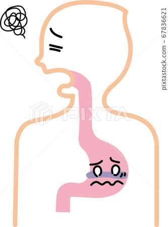 stomach illustration