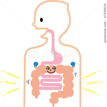 Gastrointestinal of healthy person Gastrointestinal of healthy person 67836624