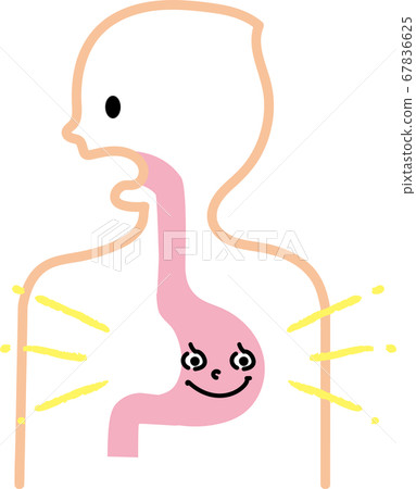 A healthy stomach 67836625