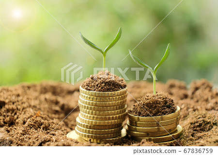 Small young plant sprouts on stacks of golden coins on fertile soil with blurred green background. Business, finance, money savings and investment concept. Small young plant sprouts on stacks of golden coins on fertile soil with blurred green background. Business, finance, money savings and investment concept. 67836759