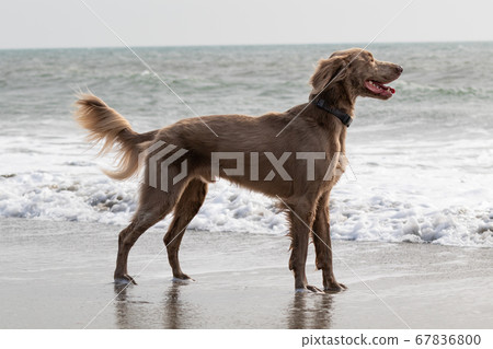 魏瑪納爾長發沿海-① 魏瑪納爾長發沿海-① 67836800
