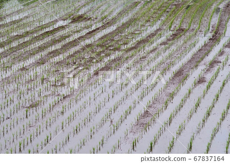 水稻種植後的鄉村景觀稻田 水稻種植後的鄉村景觀稻田 67837164