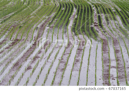 水稻種植後的鄉村景觀稻田 水稻種植後的鄉村景觀稻田 67837165