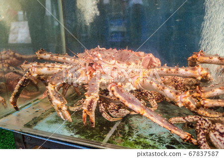 King crab in the aquarium 67837587