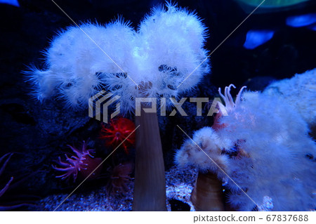 Sea anemone (Kaiyukan) 67837688
