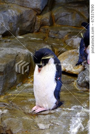 Penguin (Kaiyukan) 67837690