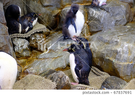 Penguin (Kaiyukan) 67837691