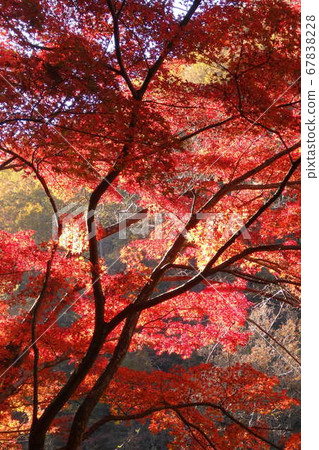 秋天的樹葉 秋天的樹葉 67838228