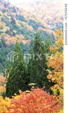 秋天的樹葉 秋天的樹葉 67838248