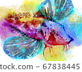Colorful gurnard illustration 67838445
