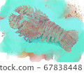 Illustration of colorful shrimp 67838448