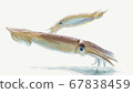 Illustration of a ken squid swimming 67838459