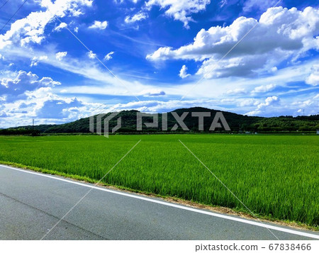初夏綠色田野與藍天的對比 67838466