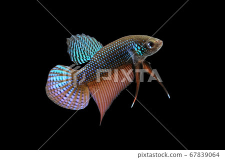 Betta Wild Guitar plakat Male or Plakat Fighting Fish Splendens 67839064