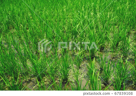 Paddy field Paddy field 67839108