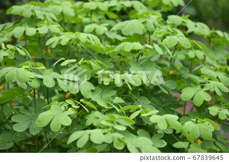 惠比壽草社區 惠比壽草社區 67839645