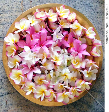Plumeria on a golden platter Plumeria on a golden platter 67839692