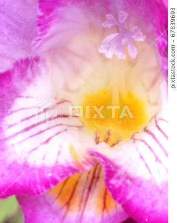 Pink freesia close-up Pink freesia close-up 67839693