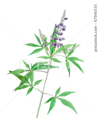 Vitex agnus-castus carrot Vitex agnus-castus carrot 67840335