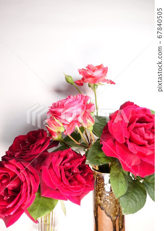 Roses Roses roses Roses Roses roses 67840505