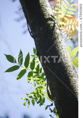植物圖片藍天和綠葉岩手縣盛岡市初夏的清新照片 67840869