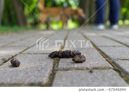 Dog turd or poo lying on a sidewalk 67840894