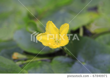 淺草花 淺草花 67840971