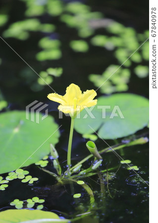 淺草花 67840978