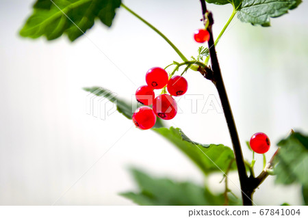 Botanical photo Masuoka City, Iwate Prefecture 67841004