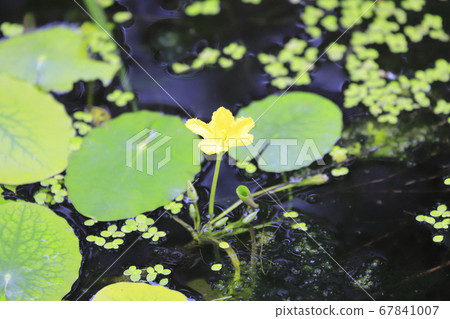 淺草花 67841007