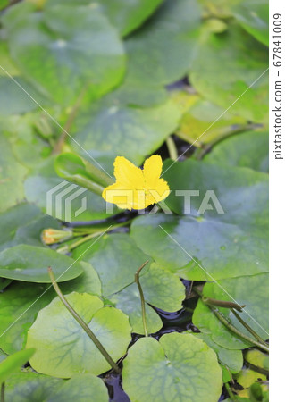 Asaza flowers Asaza flowers 67841009