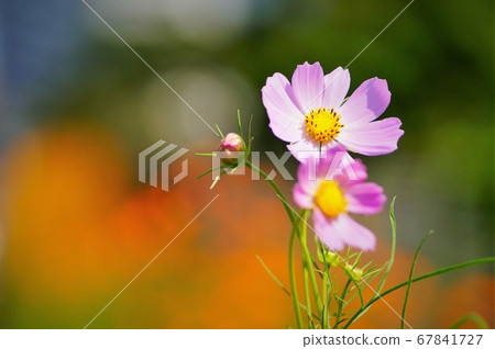 Bokeh in front of Kibana Cosmos on pink cosmos Bokeh in front of Kibana Cosmos on pink cosmos 67841727