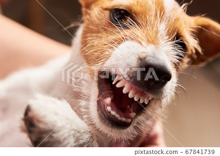 Aggressive dog with bared fangs. Grinning puppy Aggressive dog with bared fangs. Grinning puppy 67841739